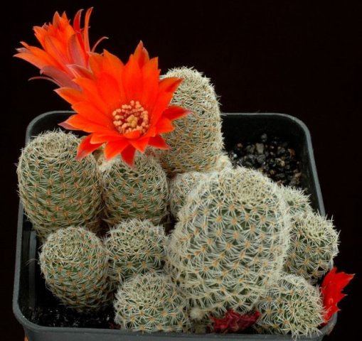 Sulcorebutia_shatzliana